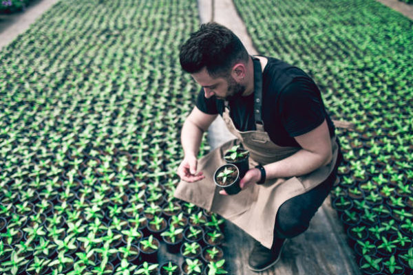 CD089 Homme qui récolte production bio